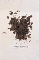 藏品(泥炭苔屬)的圖片